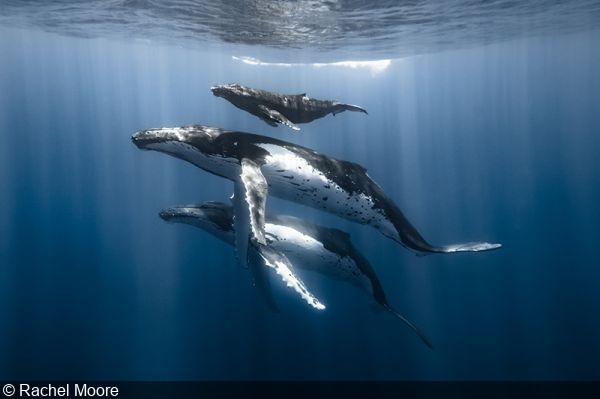 Ocean-Conservancy-annonce-les-gagnants-du-concours-photo-2023
